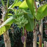 ...banani...